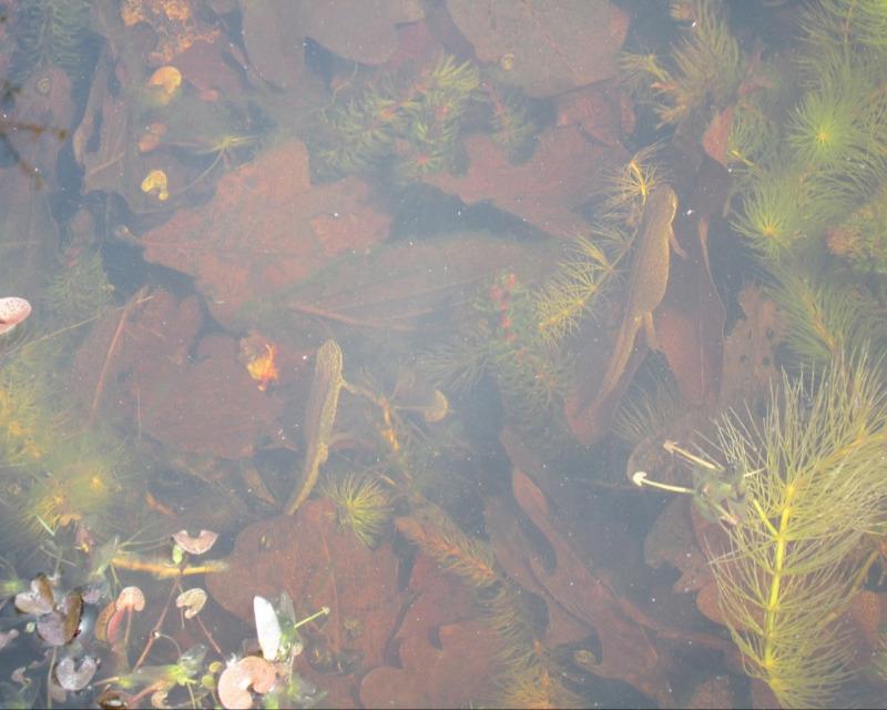 20250627_150952_nat-rn-terrain-668_photo_animaux-autres 249 tritons dans ma mare 22 avril 2015 - ma photo IMG_4619.jpg